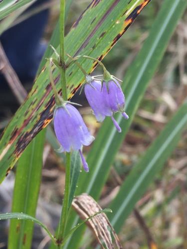 セイヨウシャジン セイヨウシャジン