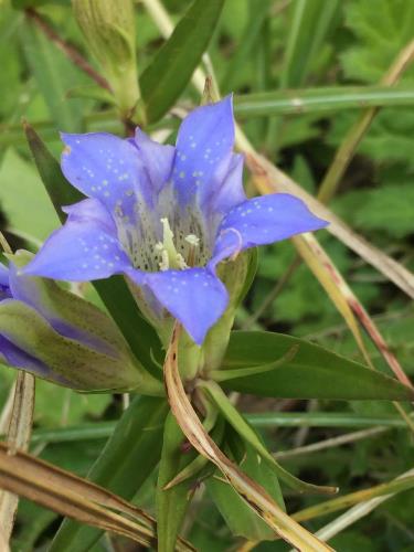 リンドウ リンドウ