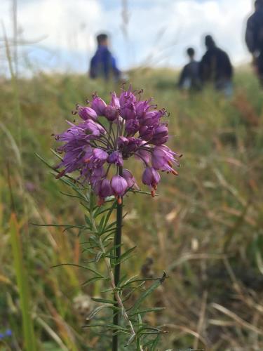 ヤマラッキョ ヤマラッキョ
