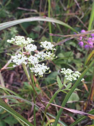 ヒメノダケ ヒメノダケ