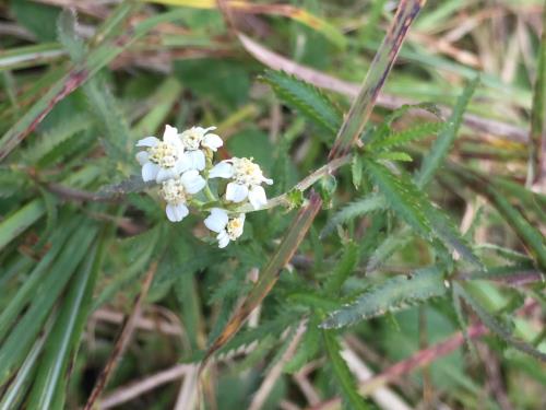 アソノコギリソウ アソノコギリソウ