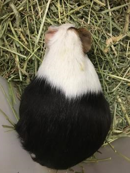 ふみ妊娠中 ふみ妊娠中