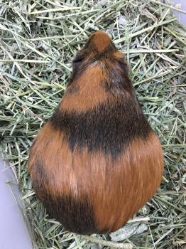 なごみ妊娠中 なごみ妊娠中