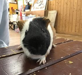 だて だて
