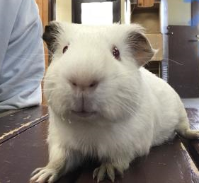 はんぺん はんぺん
