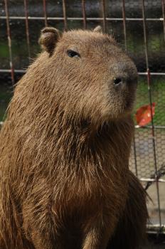 kapibara1