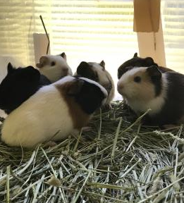 チビモル チビモル