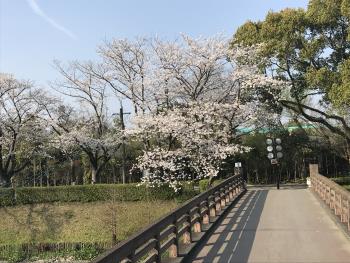 桜 桜