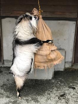 ゴマ ゴマ