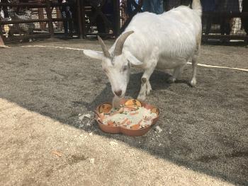 アカネ アカネ