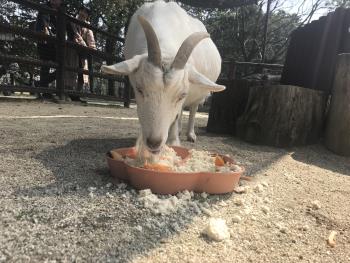 アカネ アカネ