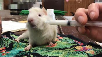 つくし つくし