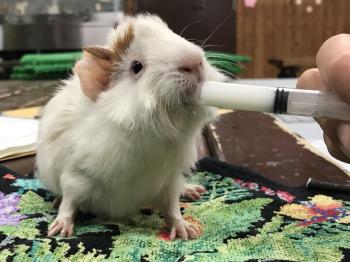 つくし つくし
