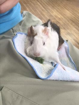 つくし つくし