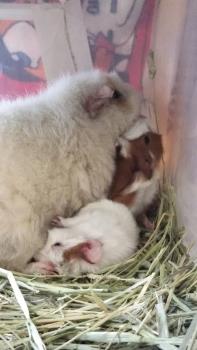 つくし つくし