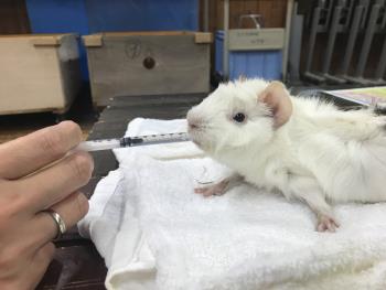 つくし つくし