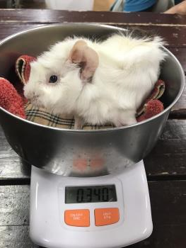 つくし つくし