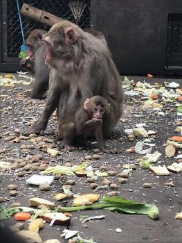 サスケ サスケ