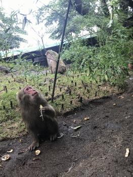 ニホンザル ニホンザル