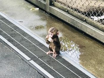 サスケ サスケ