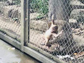 サスケ サスケ