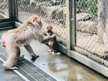 サスケ サスケ