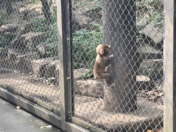 サスケ サスケ