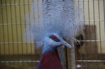 ムネアカカンムリバト ムネアカカンムリバト