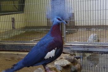 ムネアカカンムリバト ムネアカカンムリバト