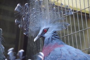 オウギバト オウギバト