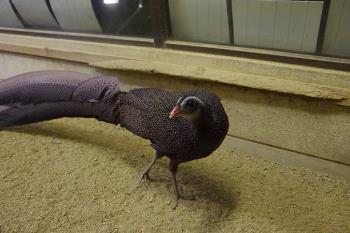 カンムリセイラン カンムリセイラン