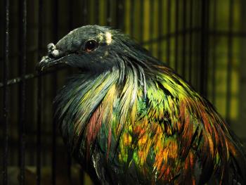 キンミノバト キンミノバト