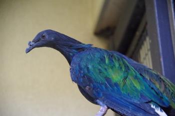 キンミノバト キンミノバト