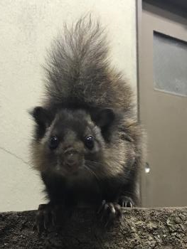 ムササビ ムササビ