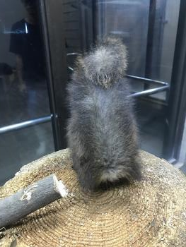 ムササビ ムササビ