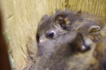 ムササビ ムササビ