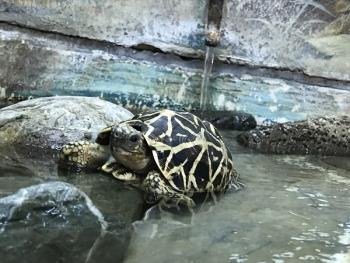 インドホシガメ インドホシガメ