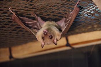 エジプトルーセットオオコウモリ エジプトルーセットオオコウモリ