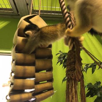 リスザル3 リスザル3