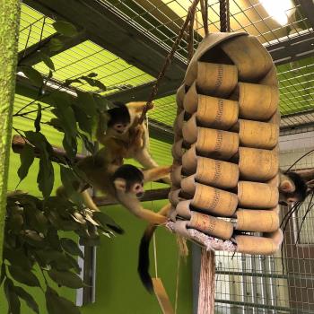 リスザル4 リスザル4