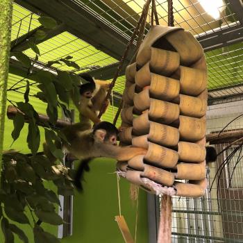 リスザル5 リスザル5