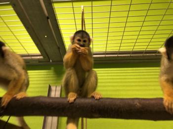 リスザル6 リスザル6