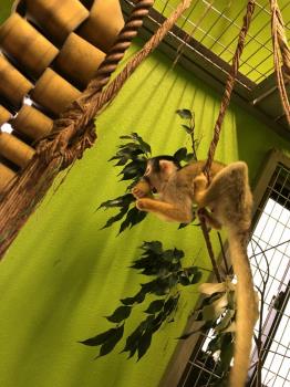 リスザル7 リスザル7