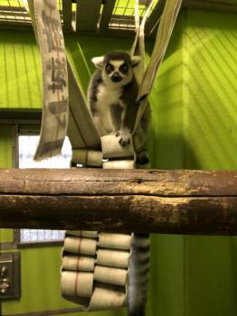 リスザル8 リスザル8