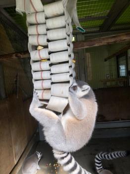 ぶらさがるワオ ぶらさがるワオ