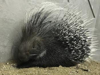 ヤマアラシ ヤマアラシ