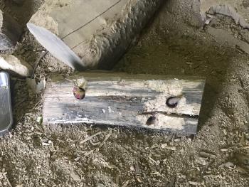 ブッシュドノエル ブッシュドノエル