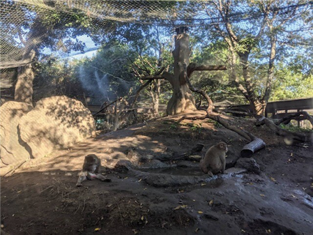 ニホンザル1 ニホンザル1