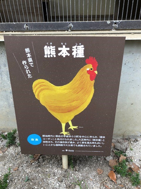 熊本種 熊本種