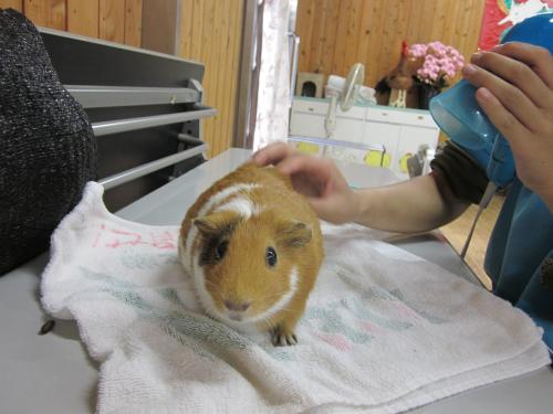 おれお1 おれお1